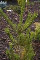 Pinus densiflora Oculus-draconis IMG_6451 Sosna gęstokwiatowa